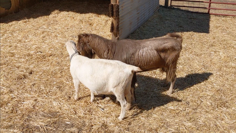 Goat Breeding Season