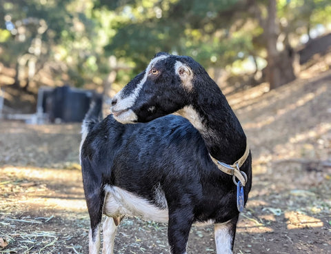 Goat Spotlight: Poppy