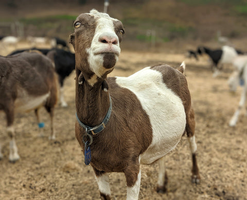 Goat Spotlight: Stephanie