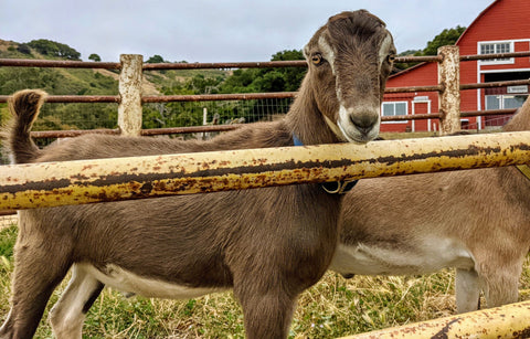 Goat Spotlight: Lilikoi, The New Buckling