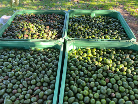 Stepladder Fruit Varietals