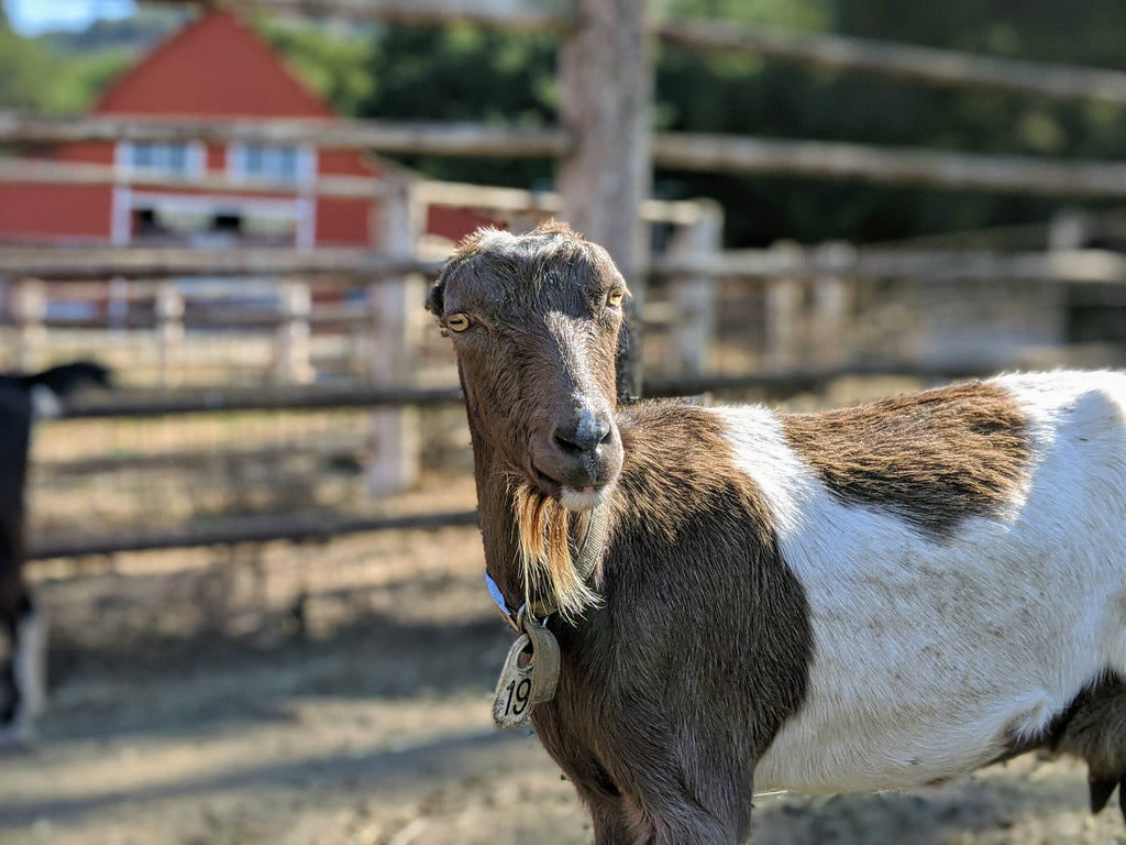 Goat Spotlight: Betty Lou