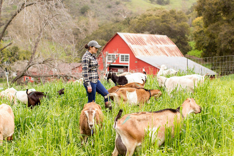 Assistant Herd Manager