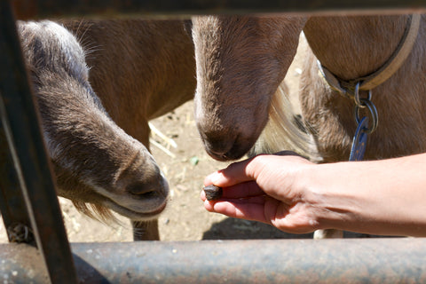 Goat Cookie Recipe