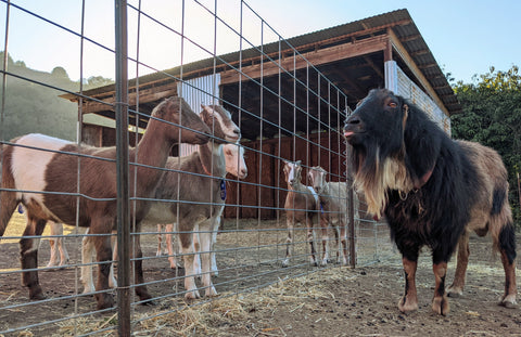 Quarterly Herd Update: October 2022
