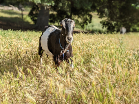 Goat Spotlight: Kimchi