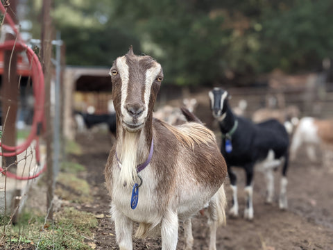 Goat Spotlight: Orchid