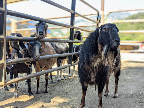 Goat Flirting