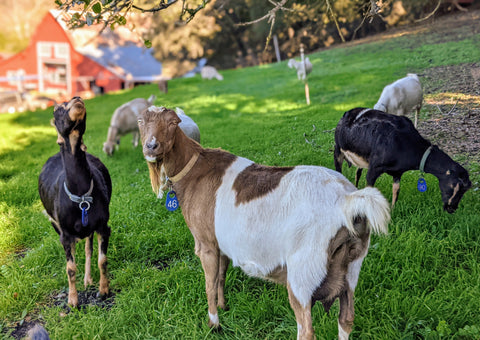 Quarterly Herd Update: January 2022