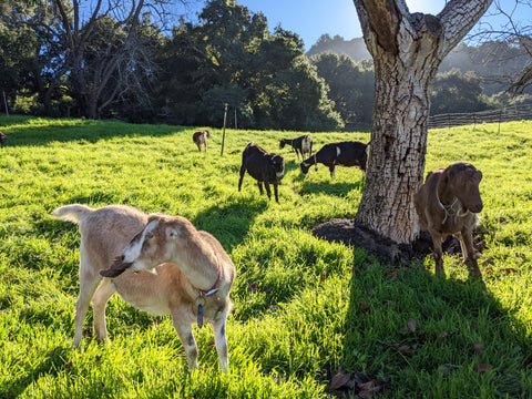Quarterly Herd Update: August 2022