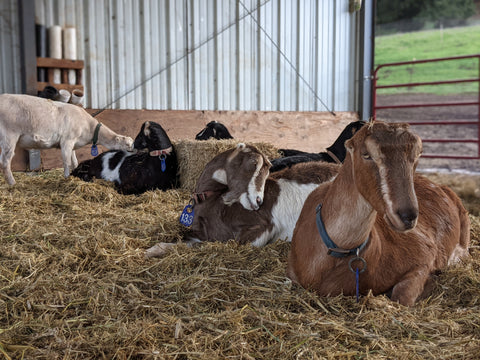 Quarterly Herd Update: January 2023
