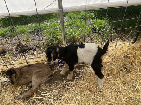 Birthing Season Wrap Up