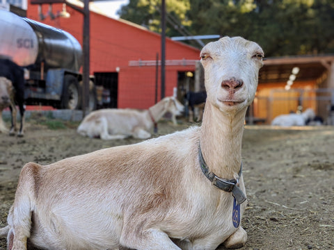 Goat Spotlight: Vanilla