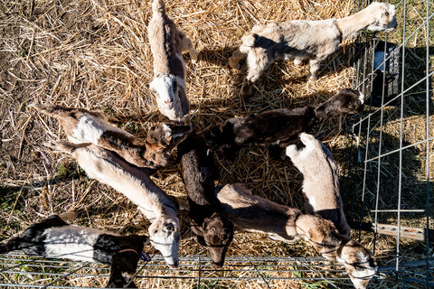 Quarterly Herd Update: April 2022