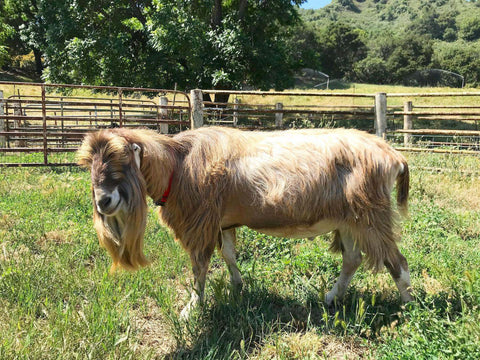 Goat Spotlight: Smooth Criminal, The Stepladder Stud