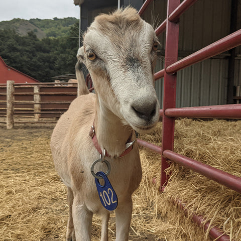 Cara Cara the goat