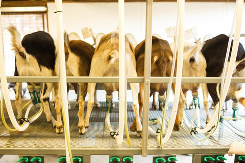 The Classic Tour + Milking Viewing