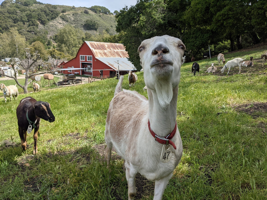 Goat Spotlight: Paprika, The Spicy Young Stepladder Princess