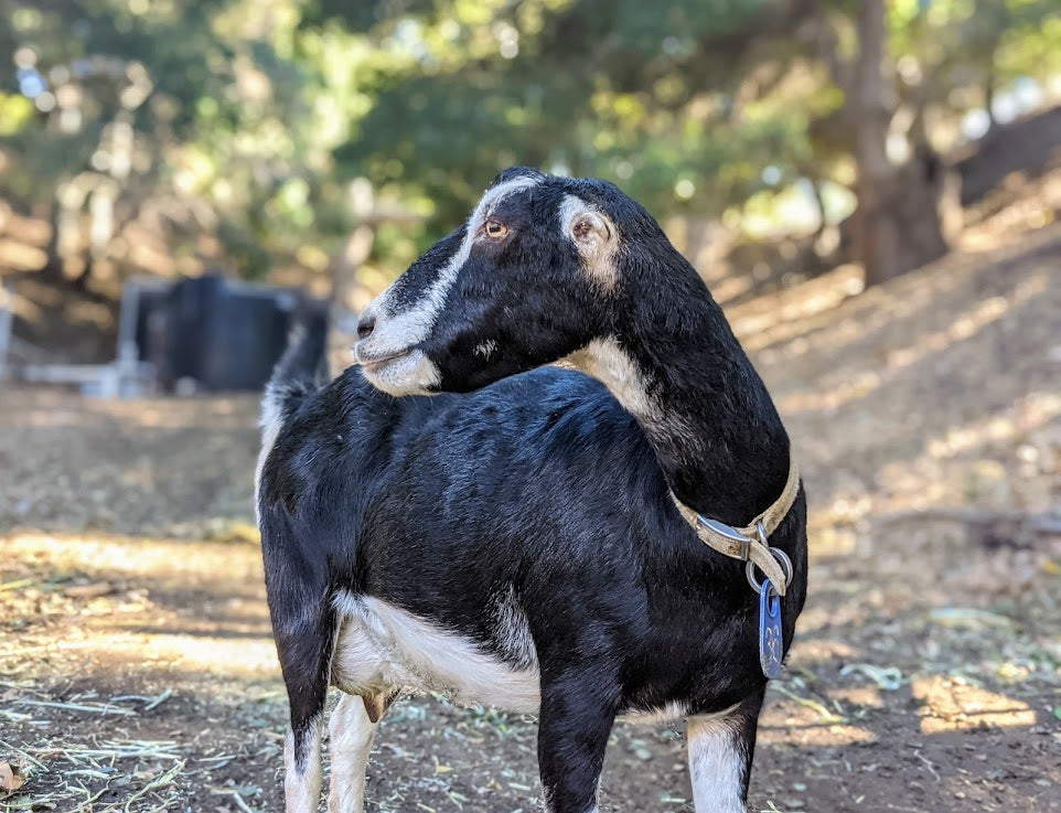 Goat Spotlight: Poppy