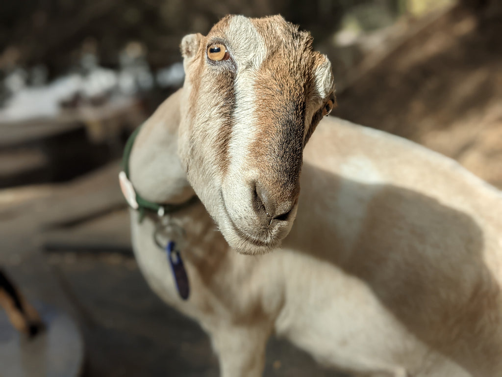 Goat Spotlight: Sorrel