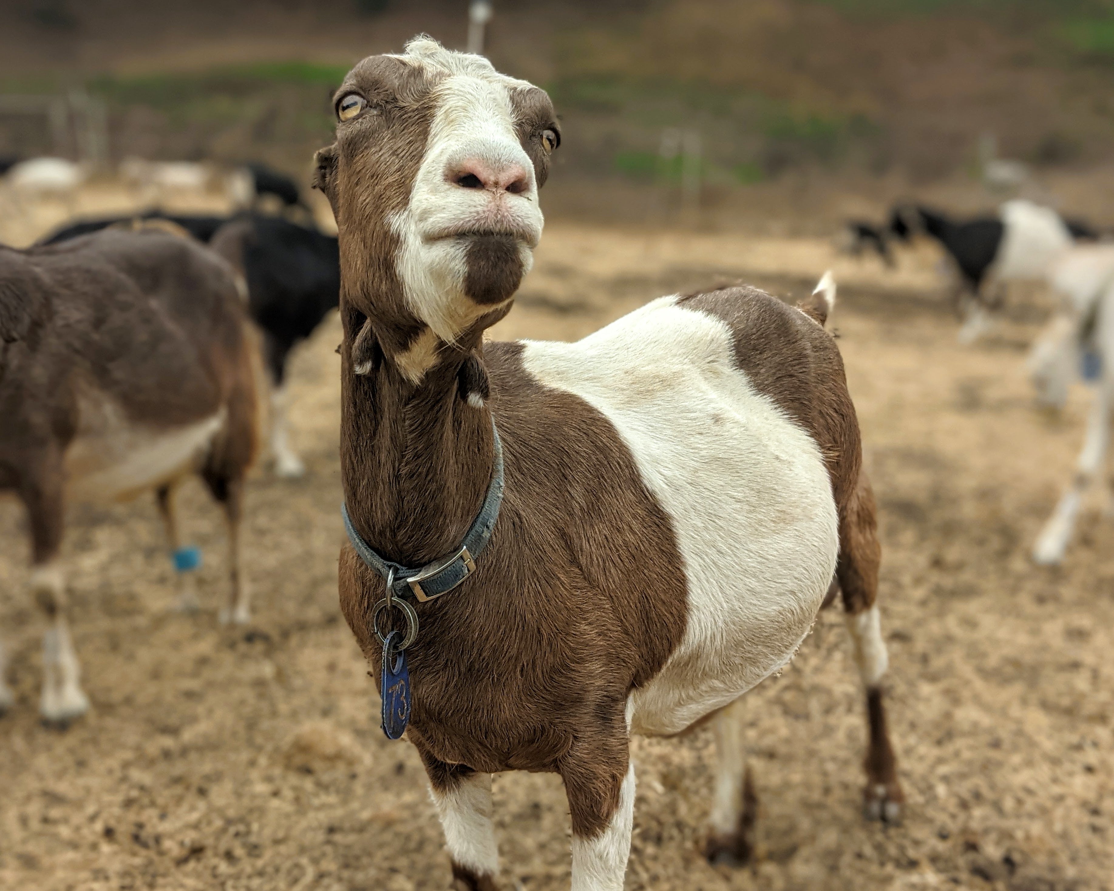 Goat Spotlight: Stephanie