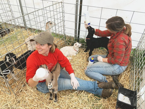 Assistant Herd Manager; Dairy Goat Herd