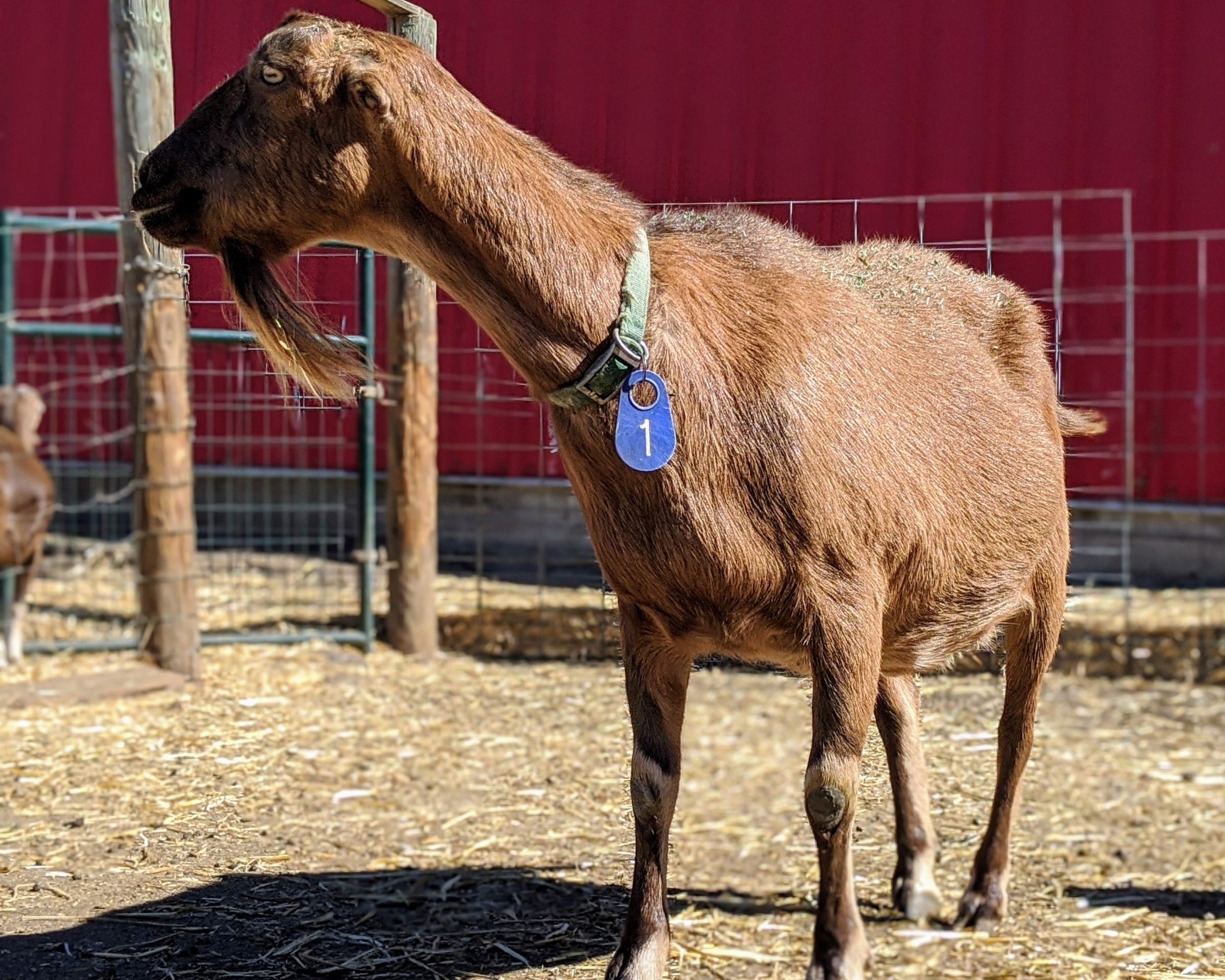 Goat Spotlight: Almond, the Herd Matriarch
