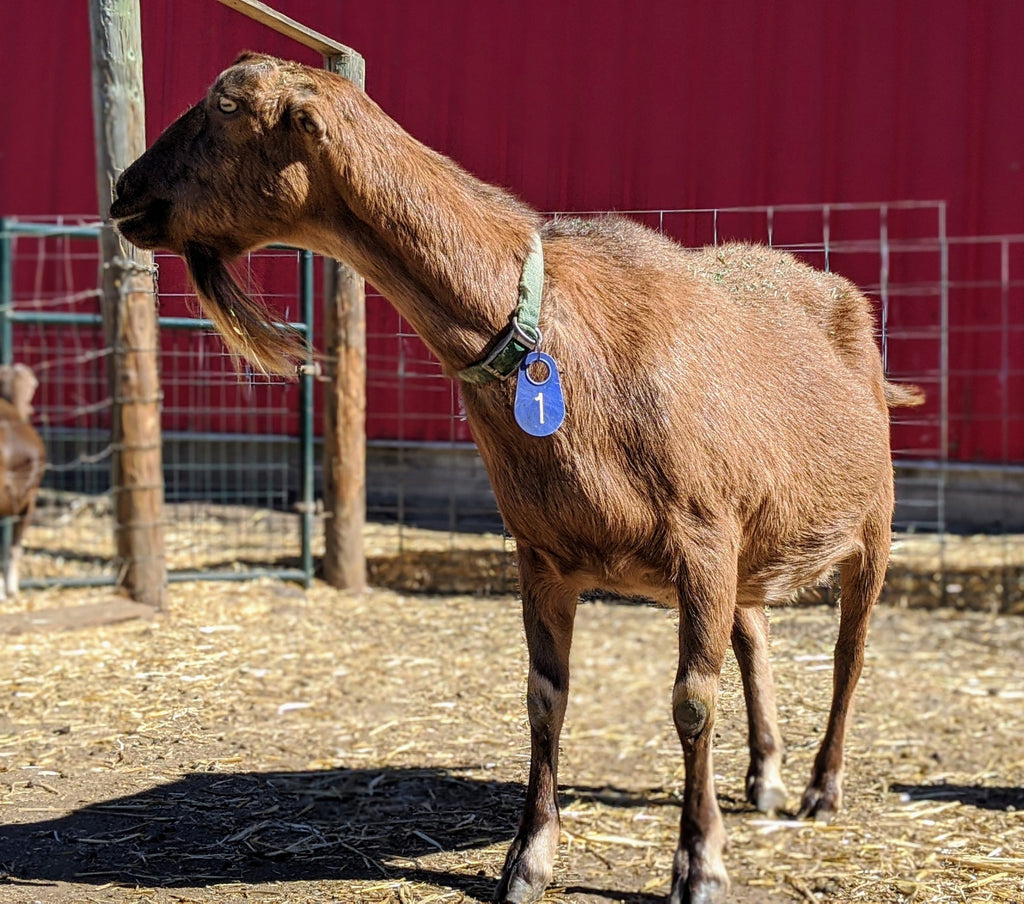 Goat Spotlight: Almond, the Herd Matriarch