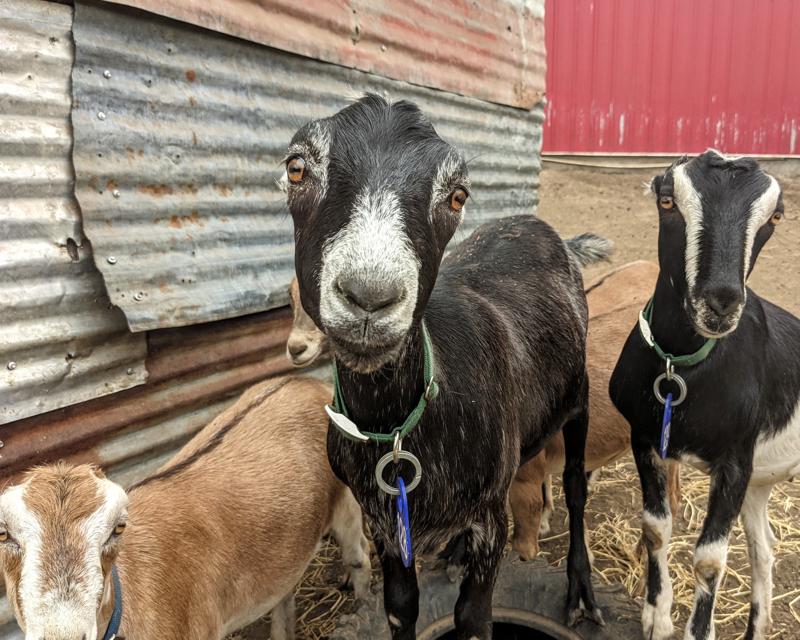 Goat Spotlight: Carolina