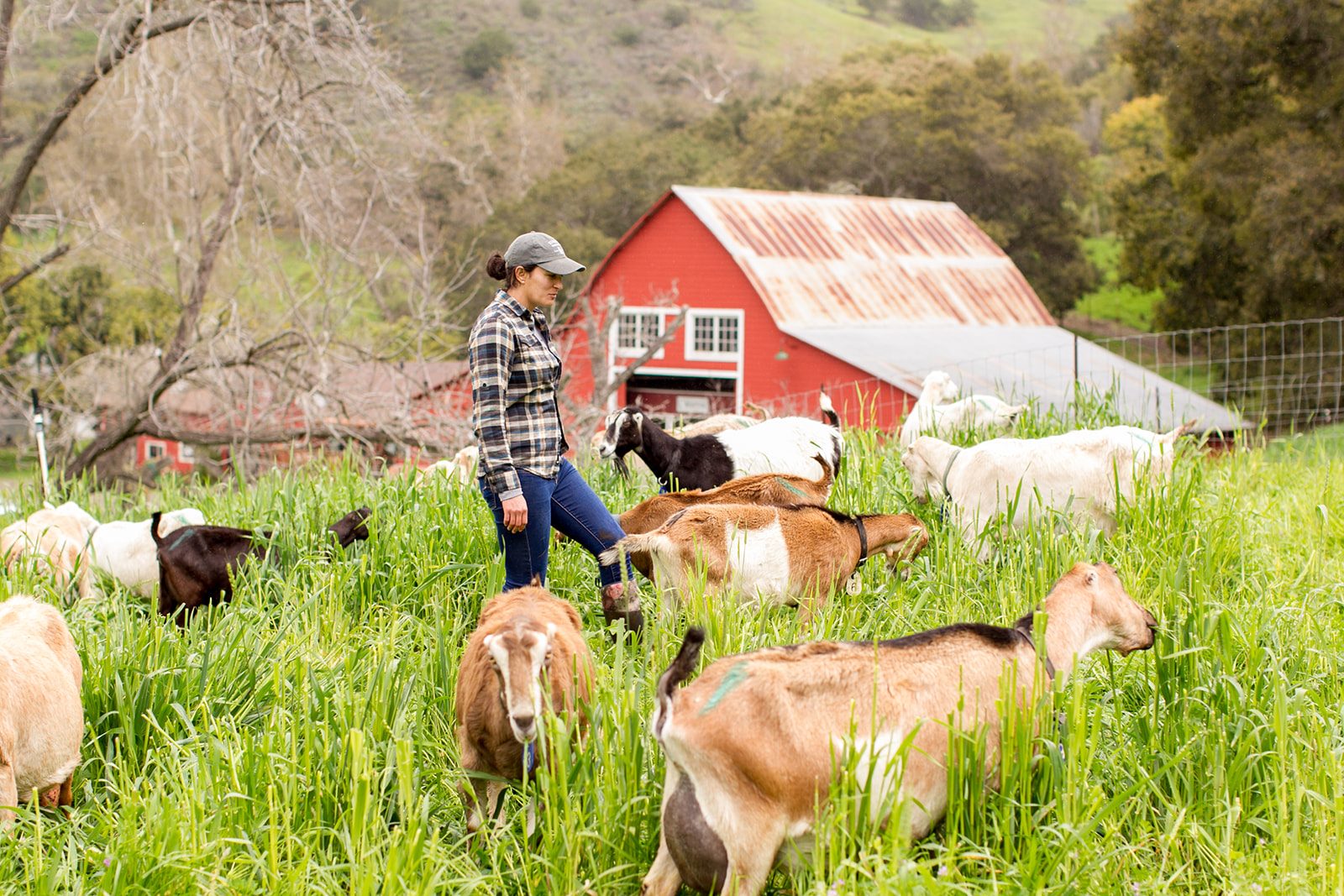 Assistant Herd Manager