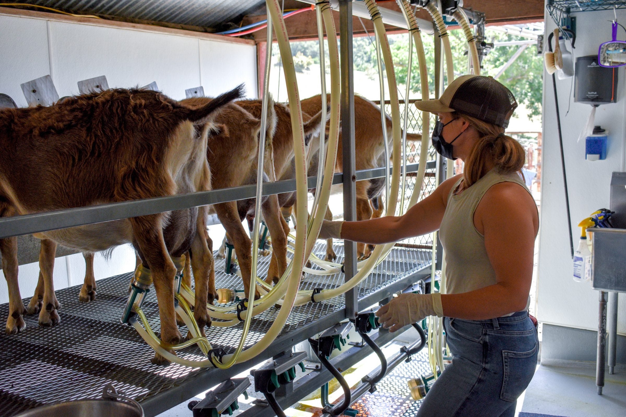 Meet Our Top 10 Milking Goats