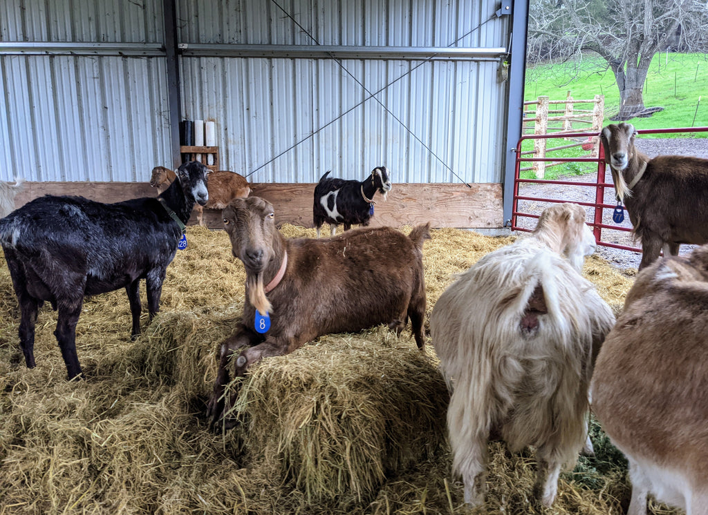 Goat Spotlight: Dahlia