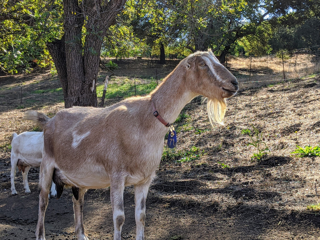 Goat Spotlight: Heather