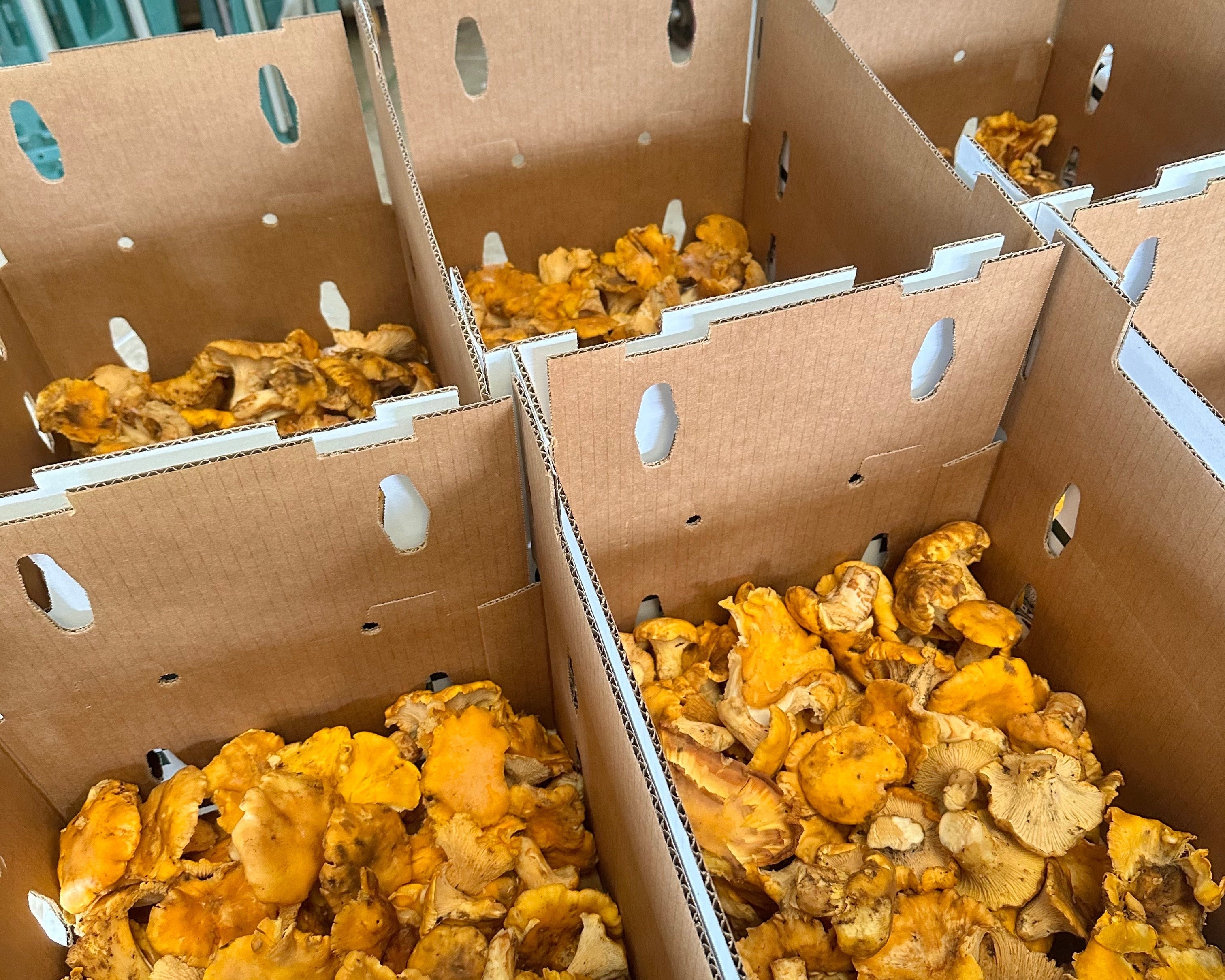 Creamy Chanterelle Risotto with Cultured Butter