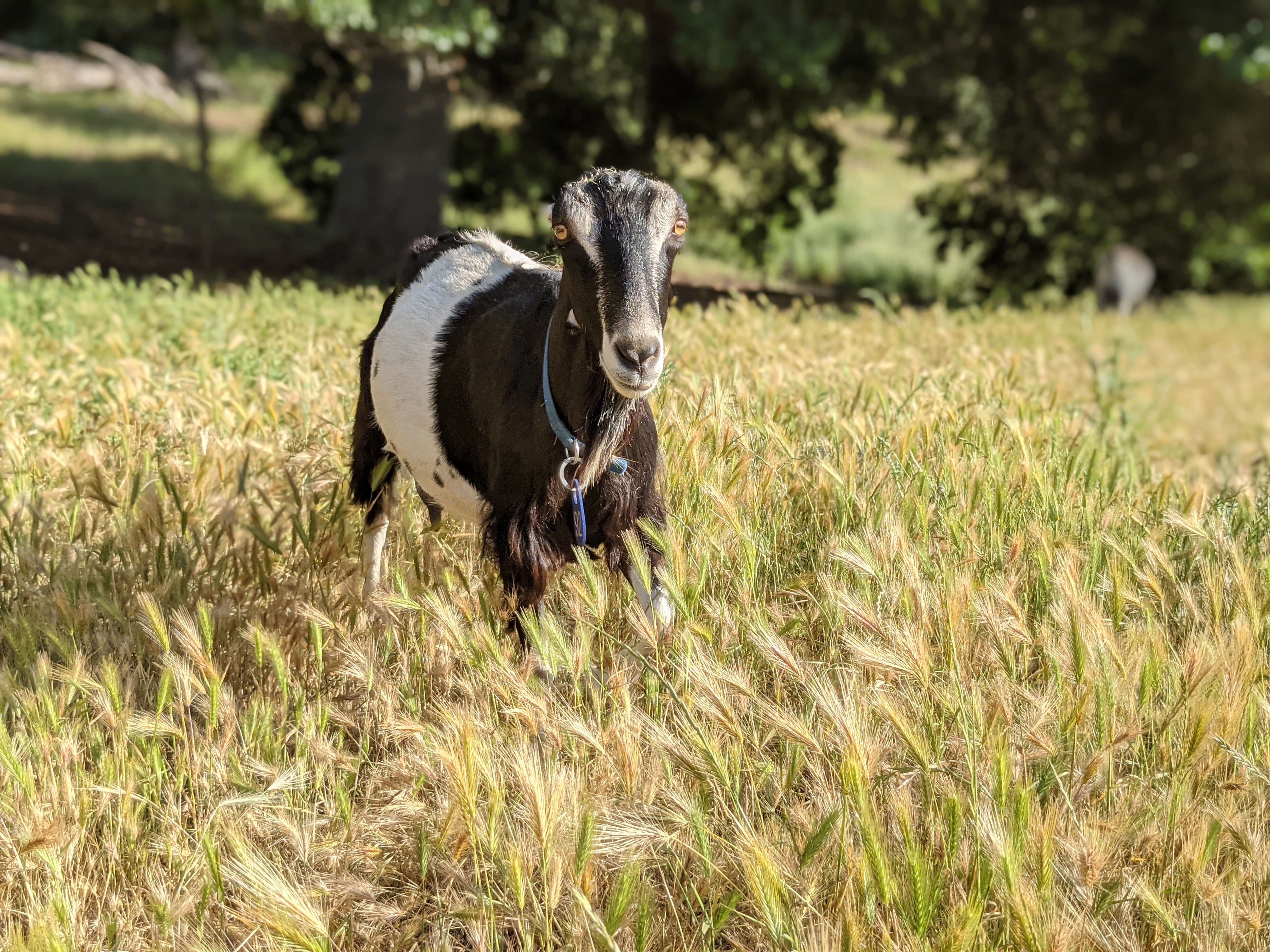 Goat Spotlight: Kimchi