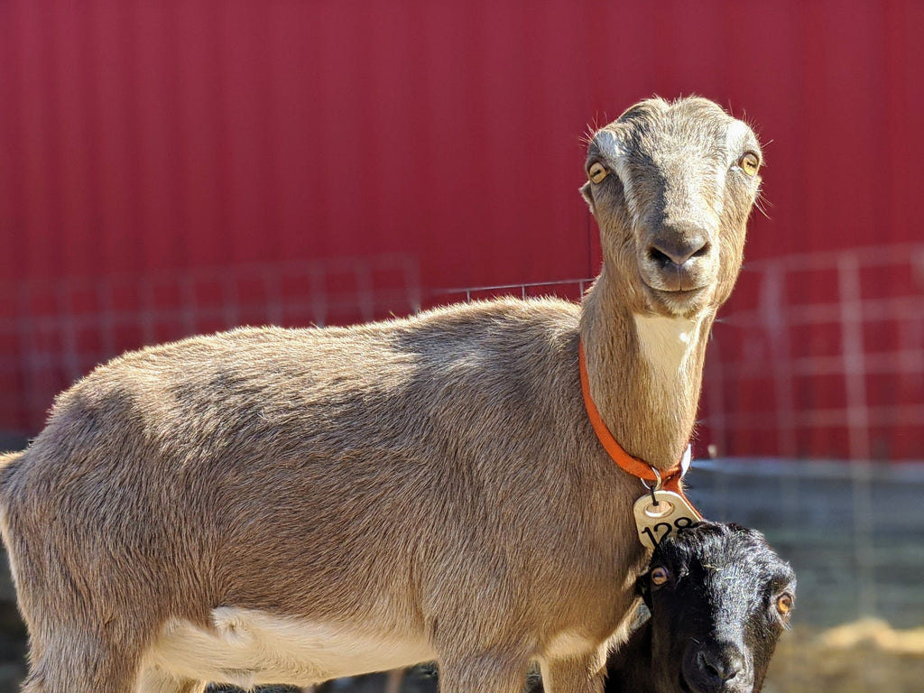 Goat Spotlight: Lavender