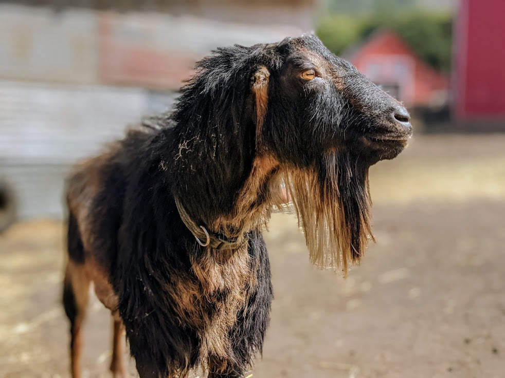 Goat Spotlight: Lyon, the Mini LaMancha
