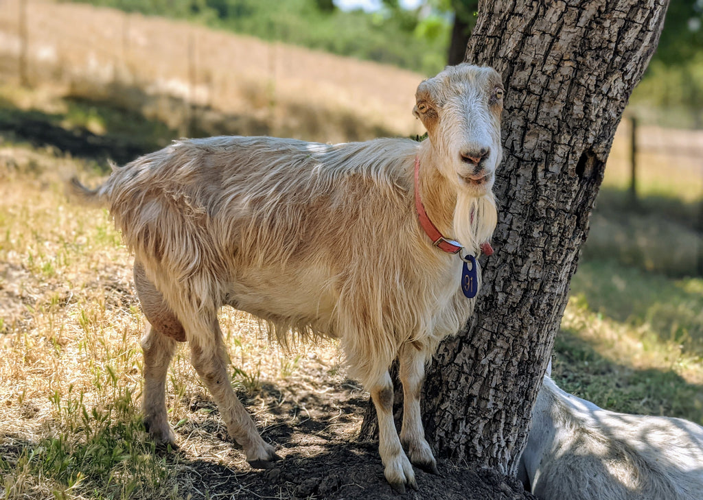 Goat Spotlight: Mary Anne aka "Rapunzel"
