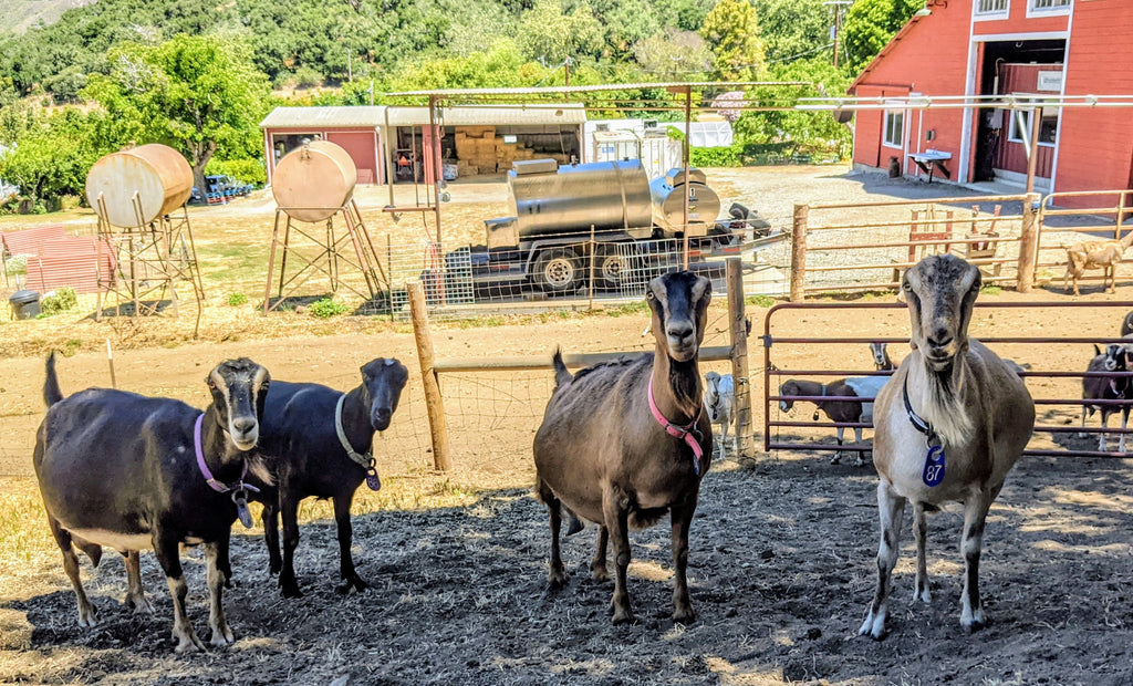 Sponsor a Goat Program: Meet the Goats