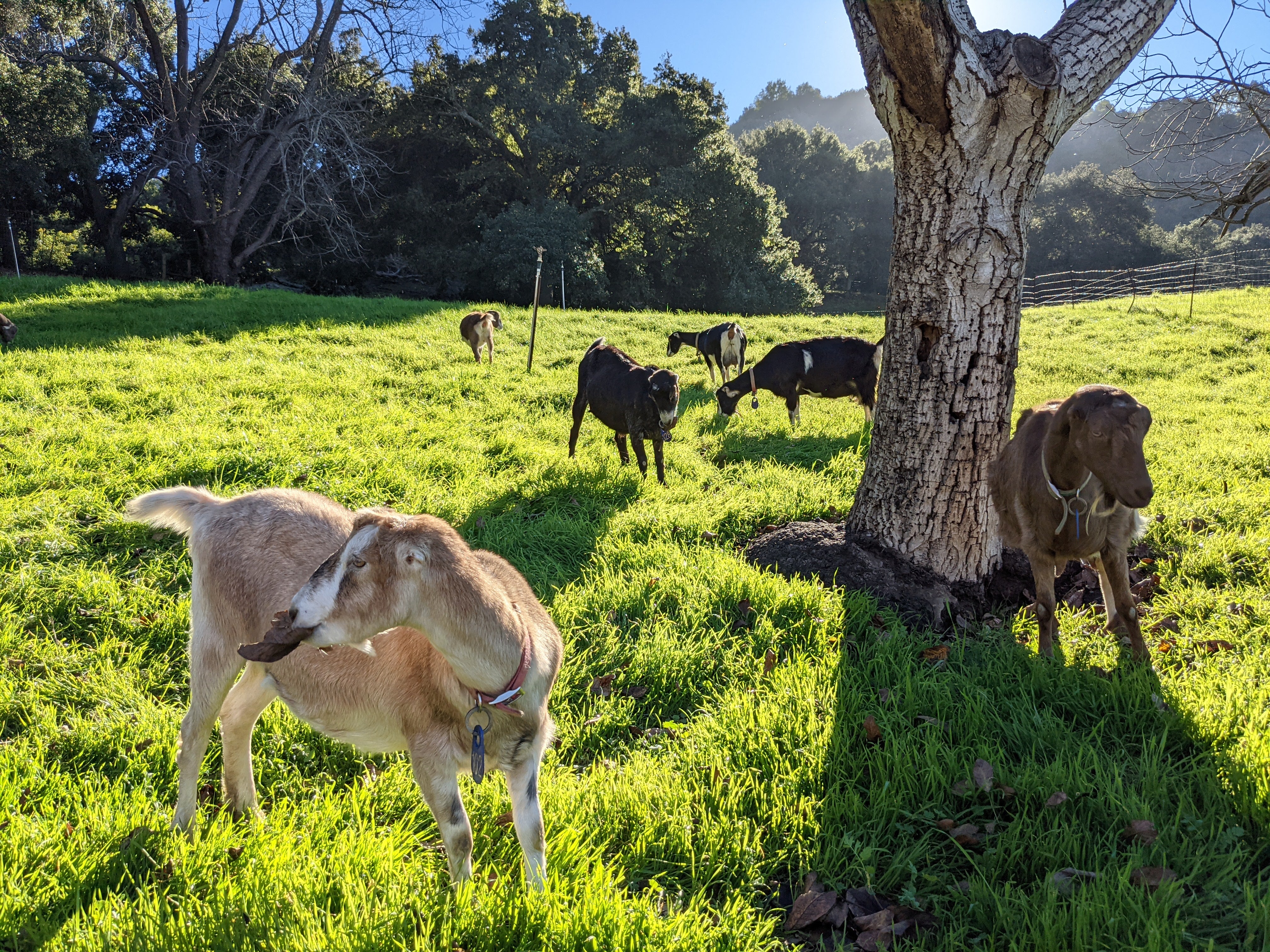 Quarterly Herd Update: August 2022