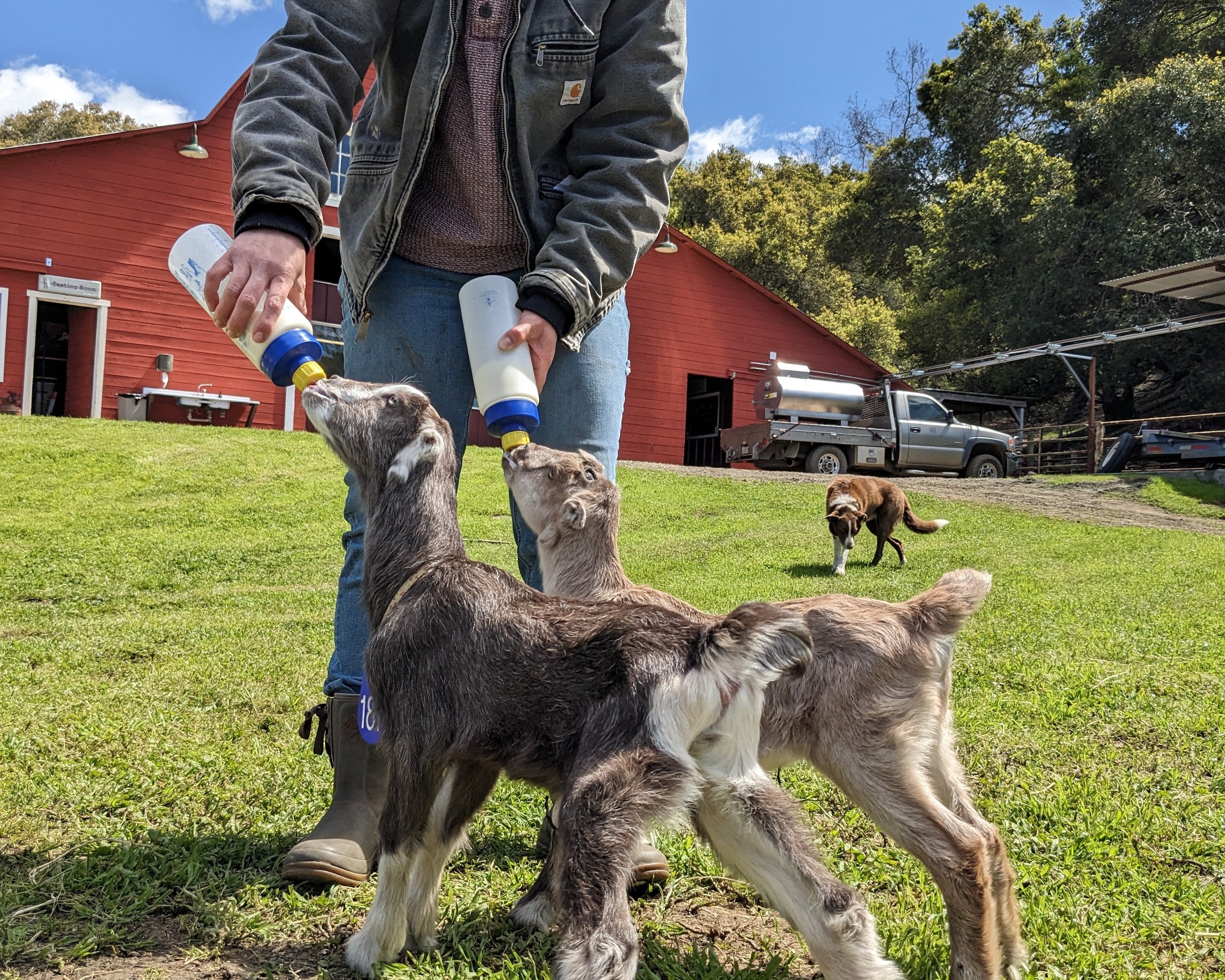 Quarterly Herd Update: Meet the Doelings