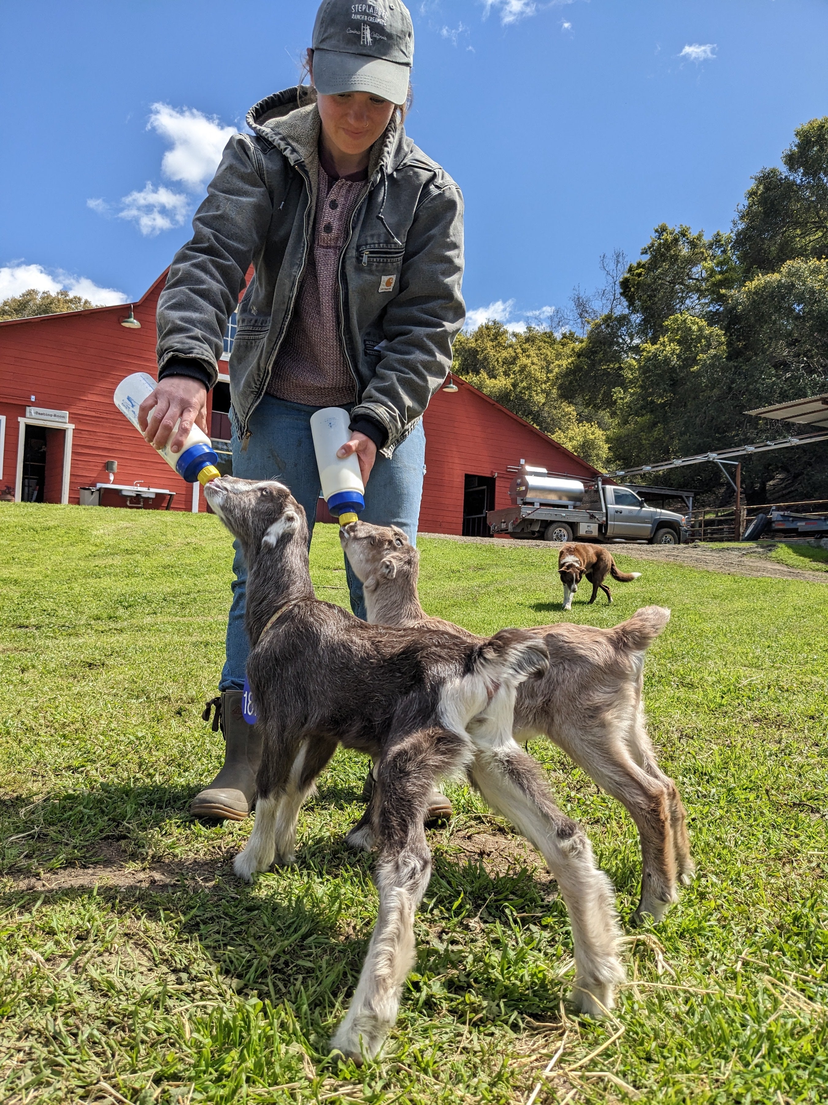 Quarterly Herd Update: Meet the Doelings