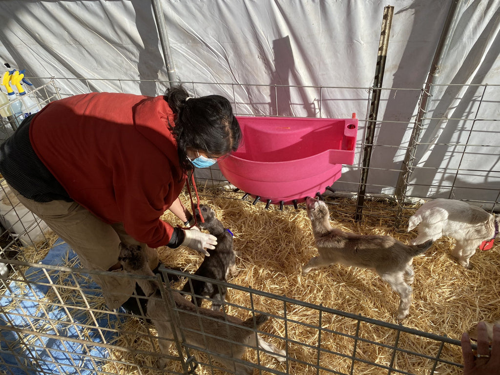 Bottle Feeding & Weaning the Baby Goats