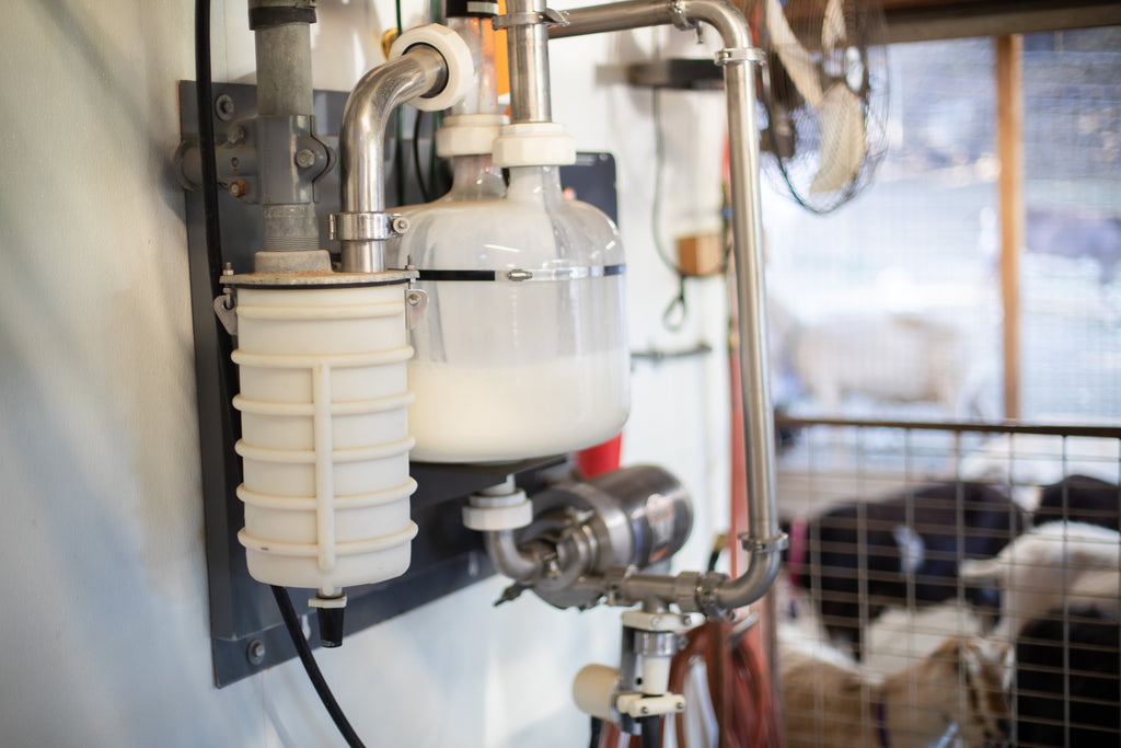 Inside Look: The Milking Process