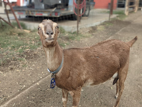 Goat Spotlight: Stevie