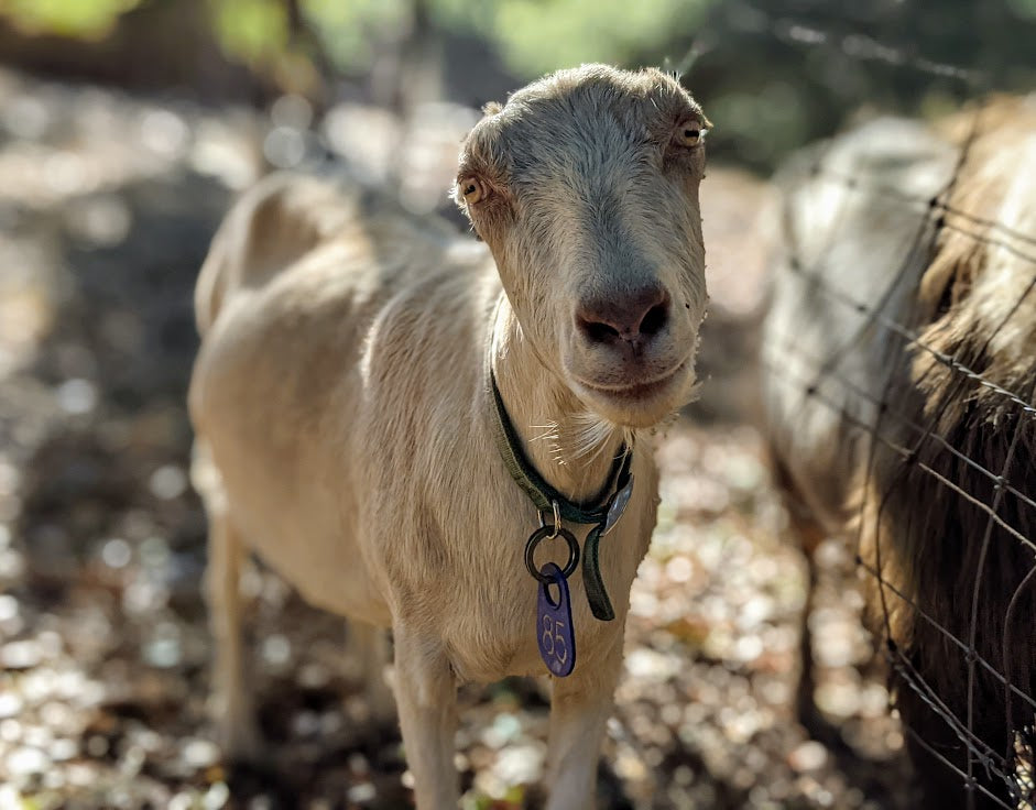 Goat Spotlight: Turmeric