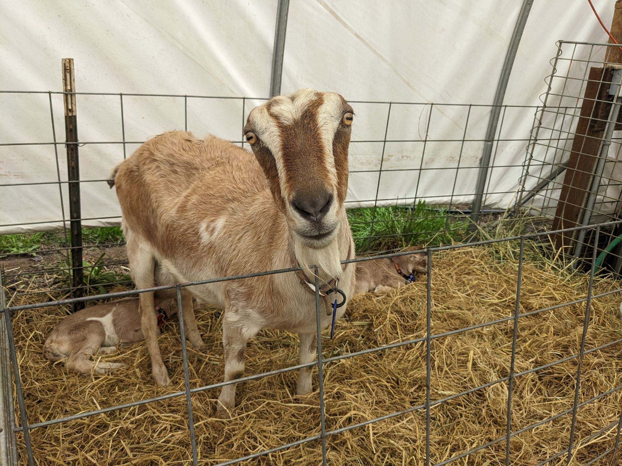 Goat Spotlight: Bella