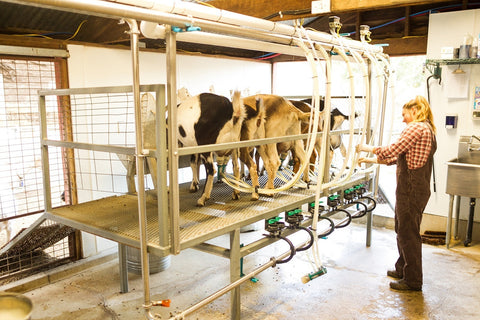 Dairy Goat Milker and Herd Assistant
