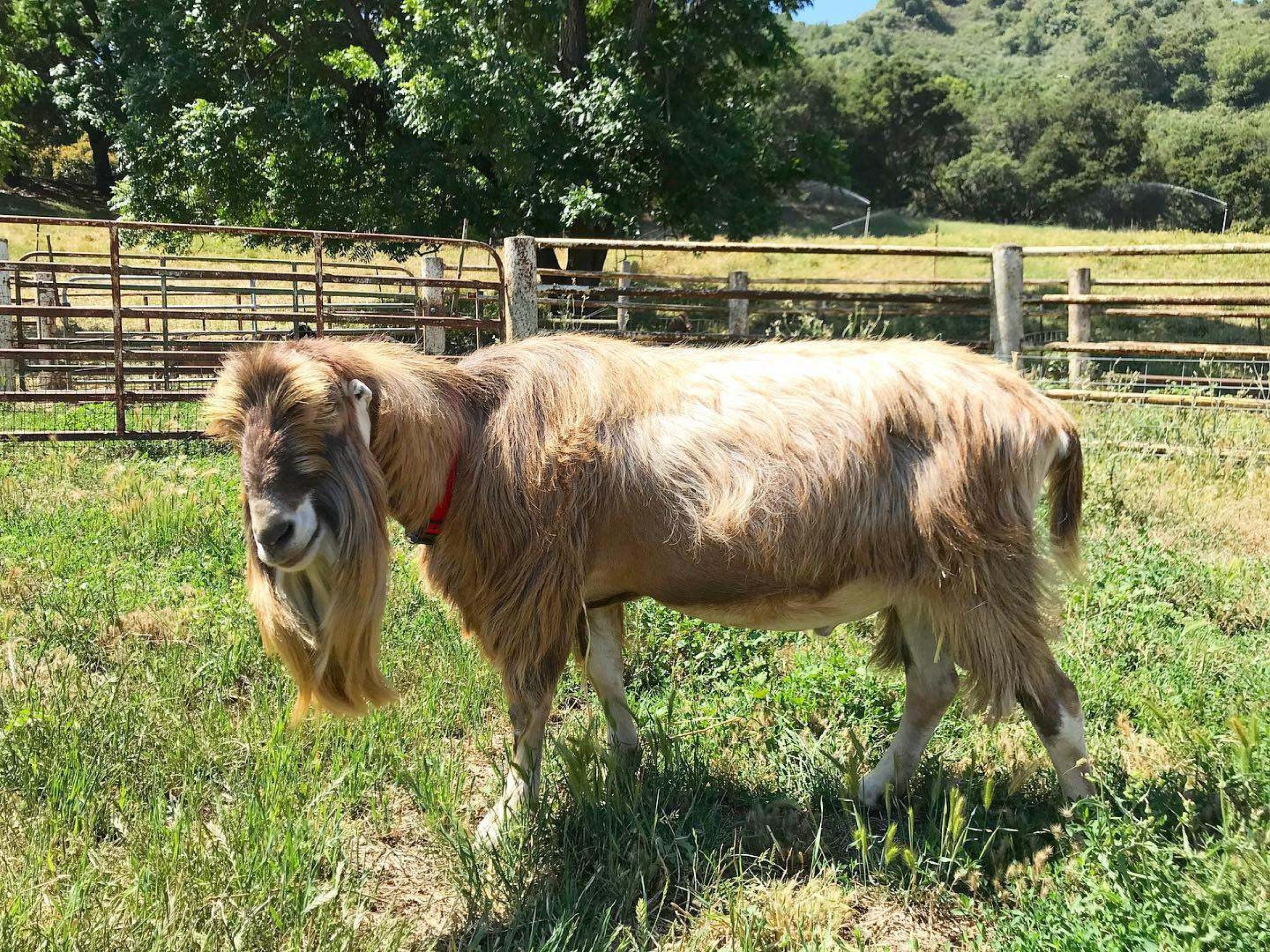 Goat Spotlight: Smooth Criminal, The Stepladder Stud