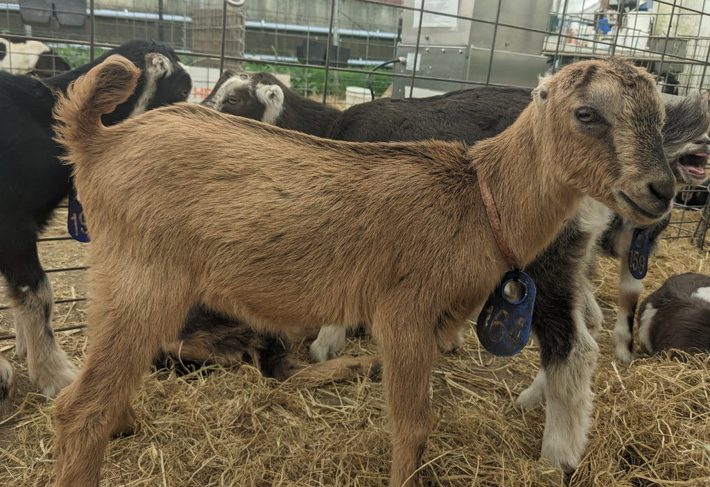 Live Goats for Sale Near Me Find Your Perfect Pet or Meat Producer Live Goats for Sale Near Me Find Your Perfect Pet or Meat Producer
